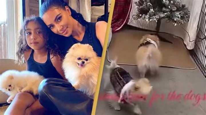 Aaron Carter’s Feud With PETA After Mom Slaps Dog In Video – Hollywood Life