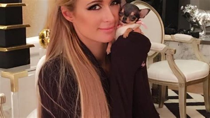 Gets Teacup Chihuahua 1 Year After Tinkerbell’s Death — Pic – Hollywood Life