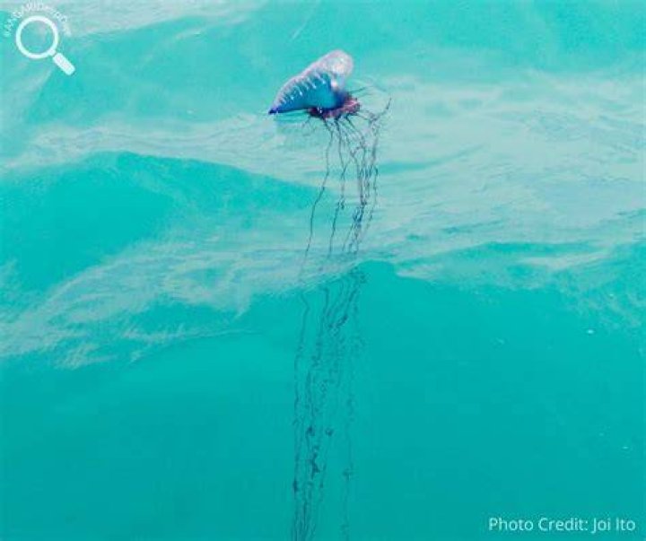 Man O War Attacks On Hawaiian Vacation – Hollywood Life