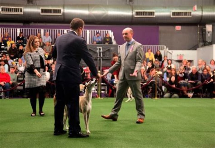 Pics Of The Kennel Club Competition – Hollywood Life