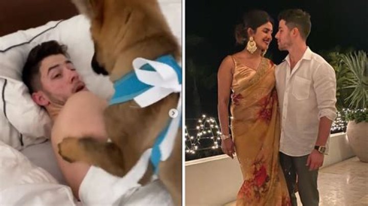 Priyanka Chopra Surprises A Shirtless Nick Jonas With New German Shepherd Puppy — Watch