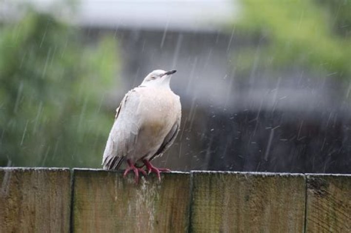 Rain Dove — PICS