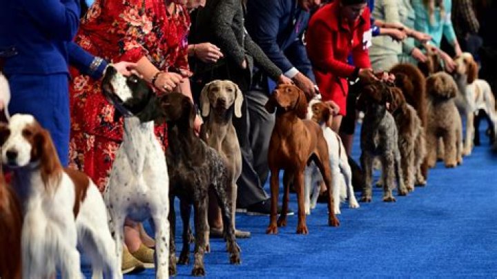 Westminster 2017 Dog Show — PICS