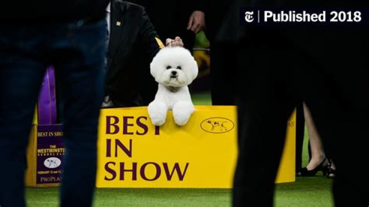 Westminster Dog Show 2018 – Pics