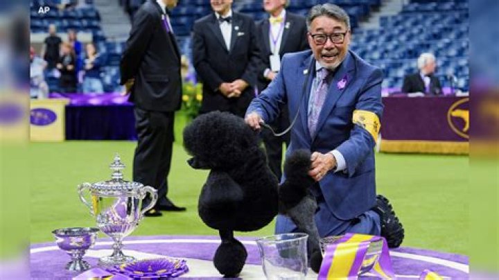 Westminster Dog Show: What Time Is It On & How You Can Watch The Cute Competition