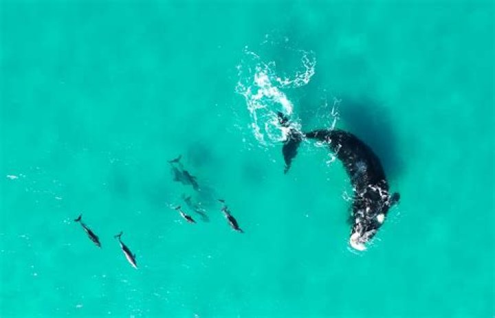 Whales/ Dolphins — Pics