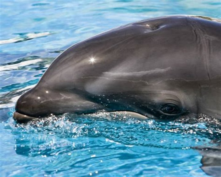 What Is A Wholphin? 5 Facts On Dolphin/Whale Hybrid Discovered – Hollywood Life